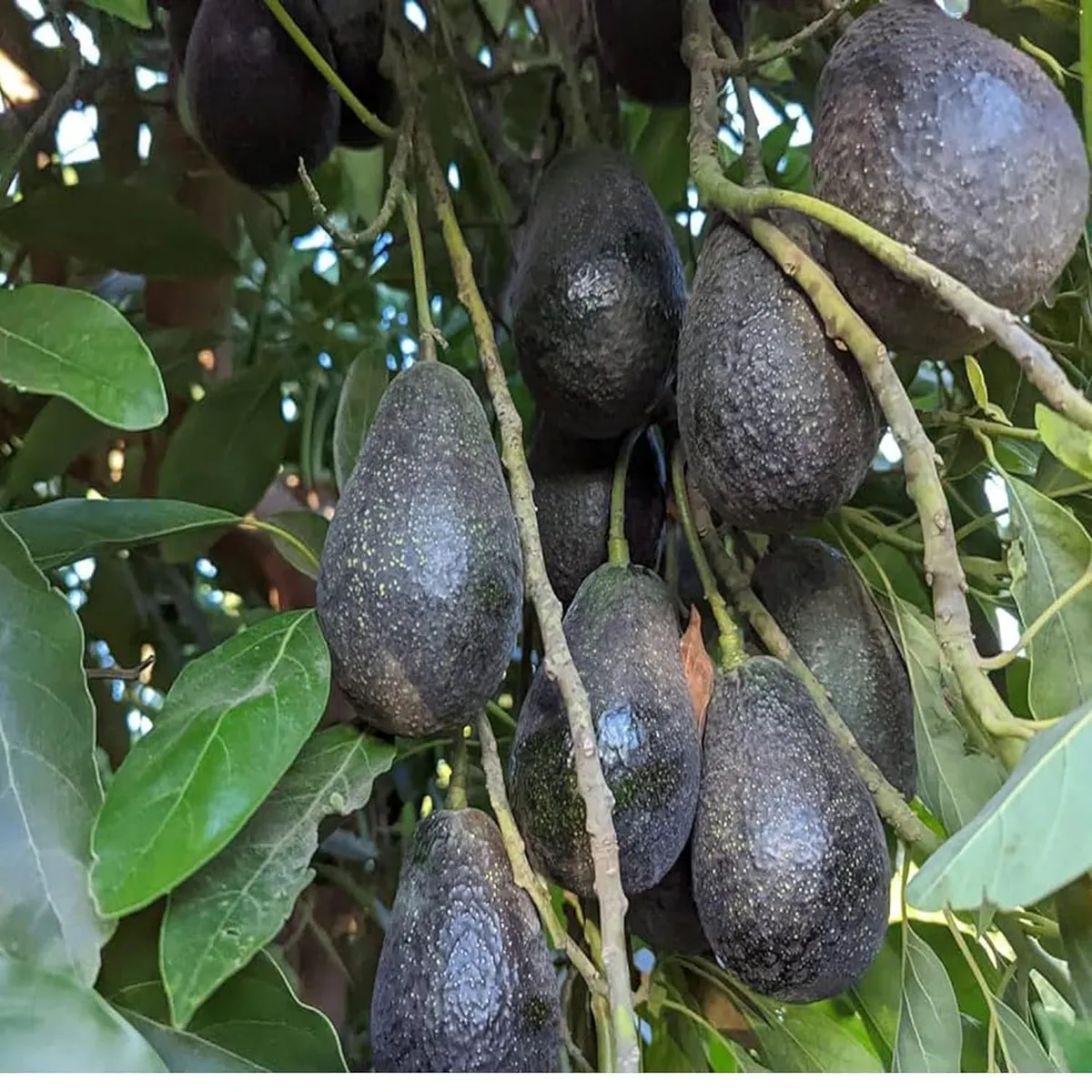 Lamb Hass Avocado Grafted Healthy Fruit Plant