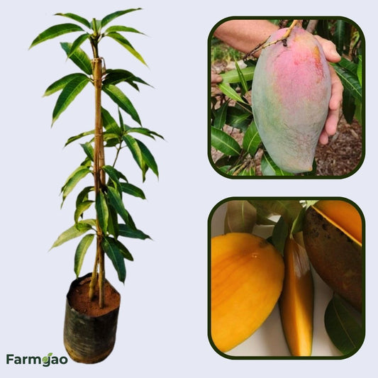 Lancetilla Mango Aam Grafted Healthy Fruit Plant