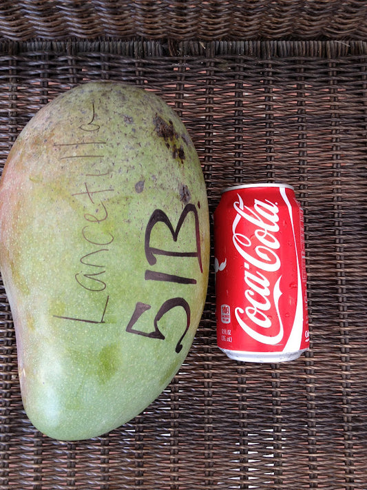 Lancetilla Mango Aam Grafted Healthy Fruit Plant