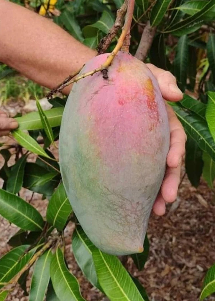 Lancetilla Mango Aam Grafted Healthy Fruit Plant