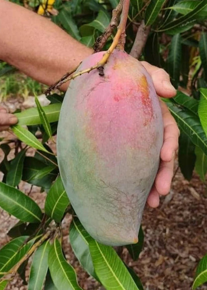 Lancetilla Mango Aam Grafted Healthy Fruit Plant