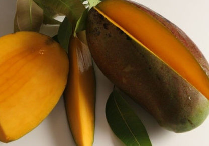 Lancetilla Mango Aam Grafted Healthy Fruit Plant