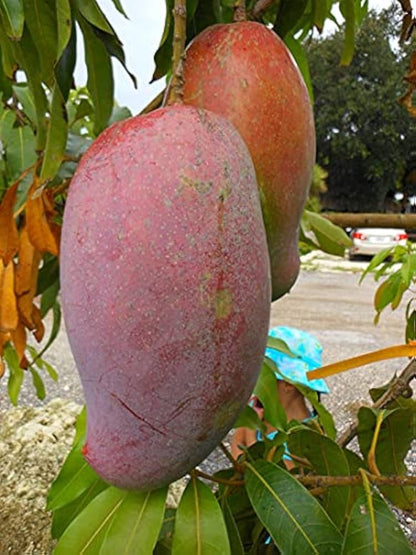 Lancetilla Mango Aam Grafted Healthy Fruit Plant
