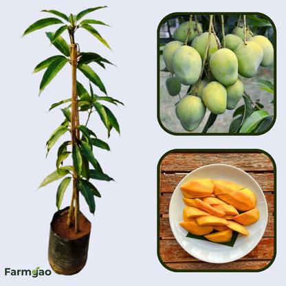Langra Mango Aam Grafted Healthy Fruit Plant