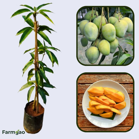 Langra Mango Aam Grafted Healthy Fruit Plant