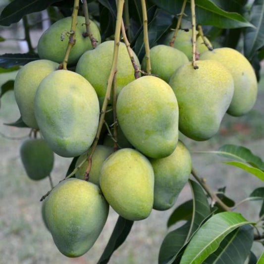 Langra Mango Aam Grafted Healthy Fruit Plant