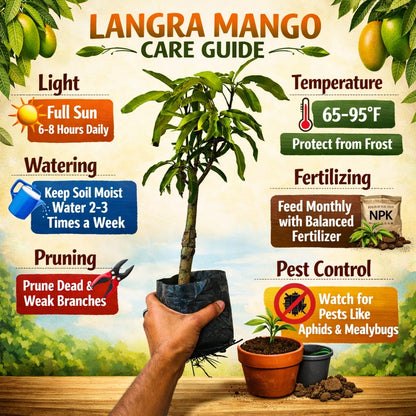 Langra Mango Aam Grafted Healthy Fruit Plant