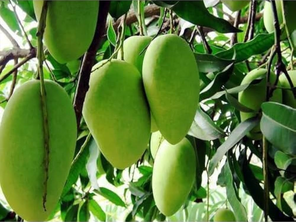 Langra Mango Aam Grafted Healthy Fruit Plant