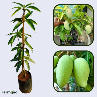 Lanta Mango Aam Grafted Healthy Fruit Plant
