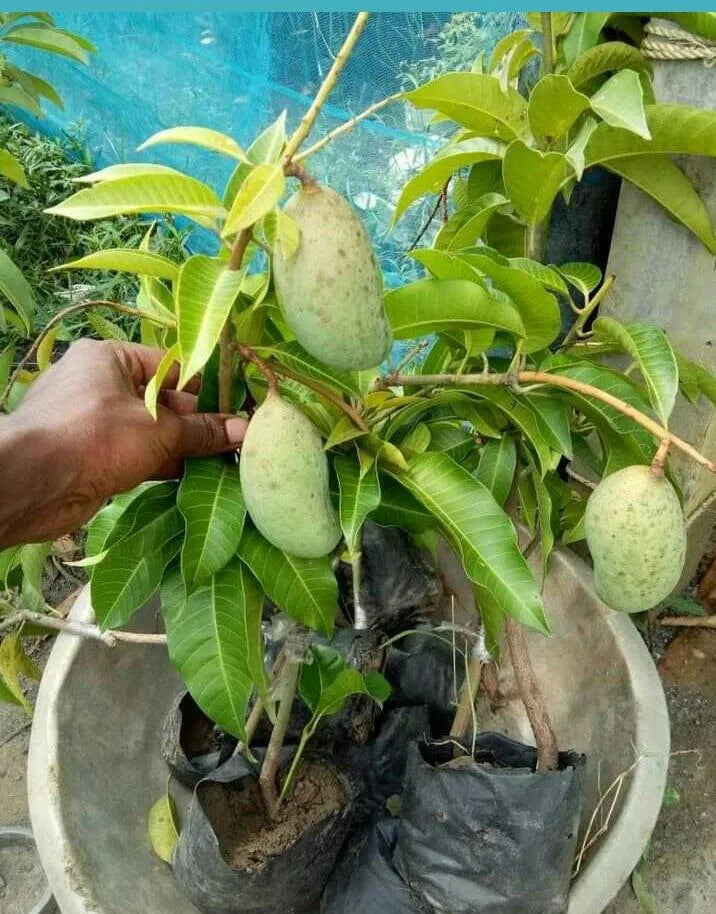 Lanta Mango Aam Grafted Healthy Fruit Plant