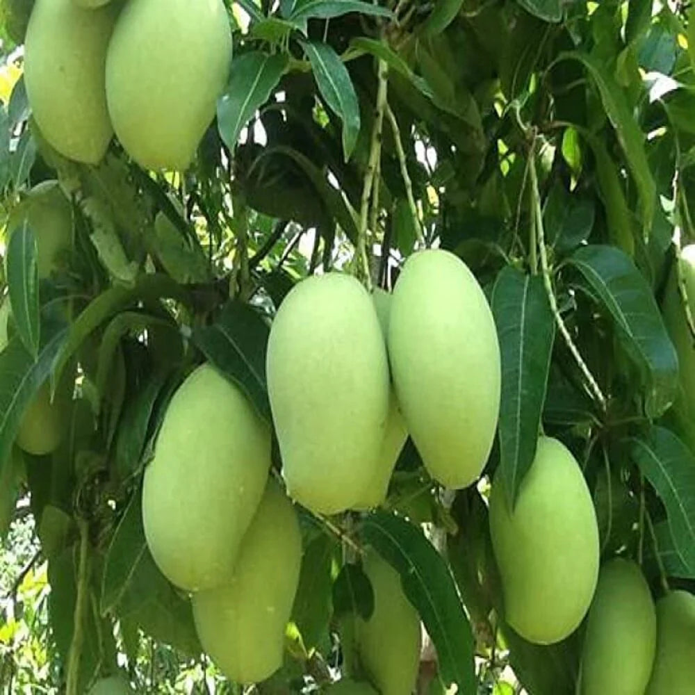 Lanta Mango Aam Grafted Healthy Fruit Plant