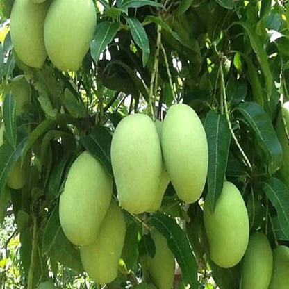 Lanta Mango Aam Grafted Healthy Fruit Plant