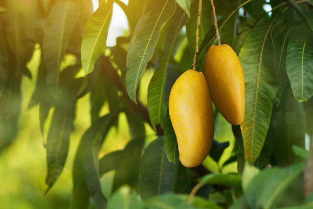 Lanta Mango Aam Grafted Healthy Fruit Plant