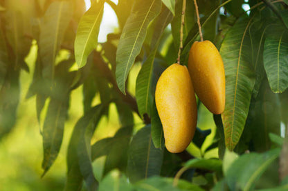 Lanta Mango Aam Grafted Healthy Fruit Plant