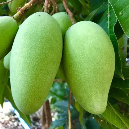 Lanta Mango Aam Grafted Healthy Fruit Plant