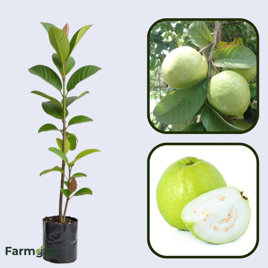 Laos White Guava Air Layered Healthy Fruit Plant