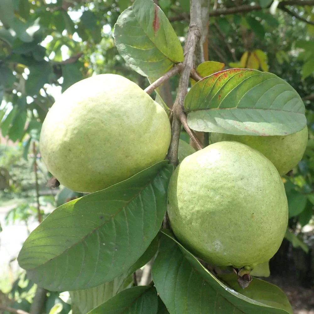 Laos White Guava Air Layered Healthy Fruit Plant