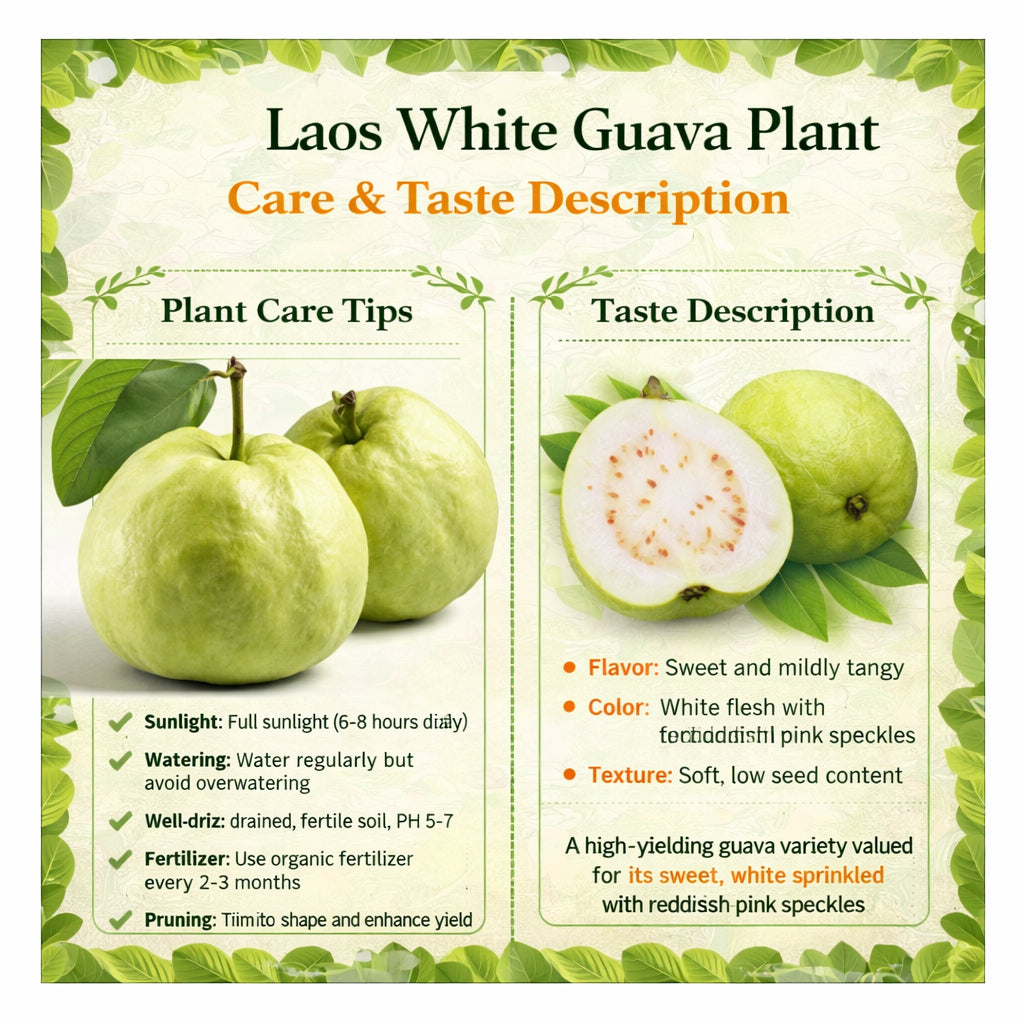 Laos White Guava Air Layered Healthy Fruit Plant