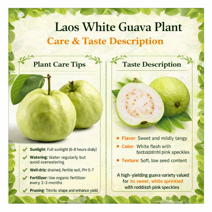 Laos White Guava Air Layered Healthy Fruit Plant