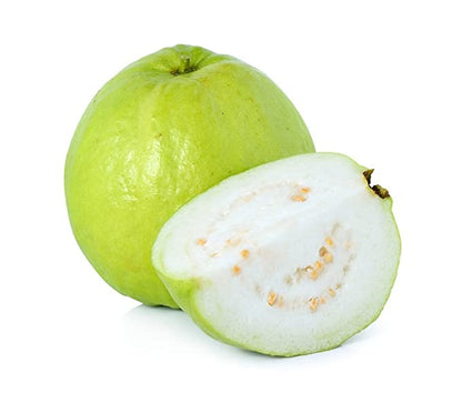 Laos White Guava Air Layered Healthy Fruit Plant
