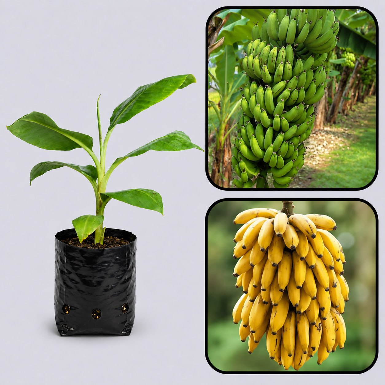 Latundan Banana Healthy Sweet Tissue Cultured Fruit Plant
