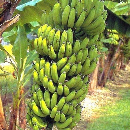 Latundan Banana Healthy Sweet Tissue Cultured Fruit Plant