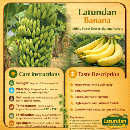 Latundan Banana Healthy Sweet Tissue Cultured Fruit Plant