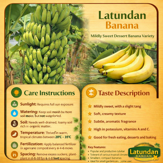 Latundan Banana Healthy Sweet Tissue Cultured Fruit Plant