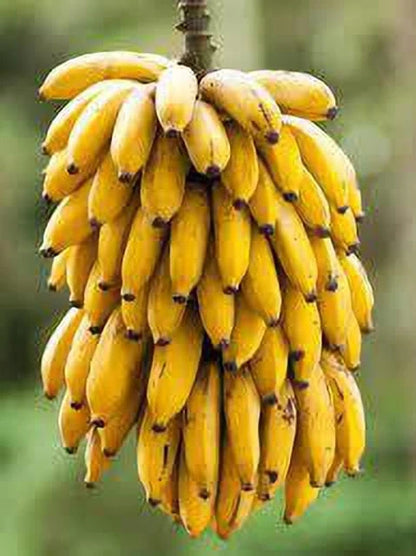 Latundan Banana Healthy Sweet Tissue Cultured Fruit Plant