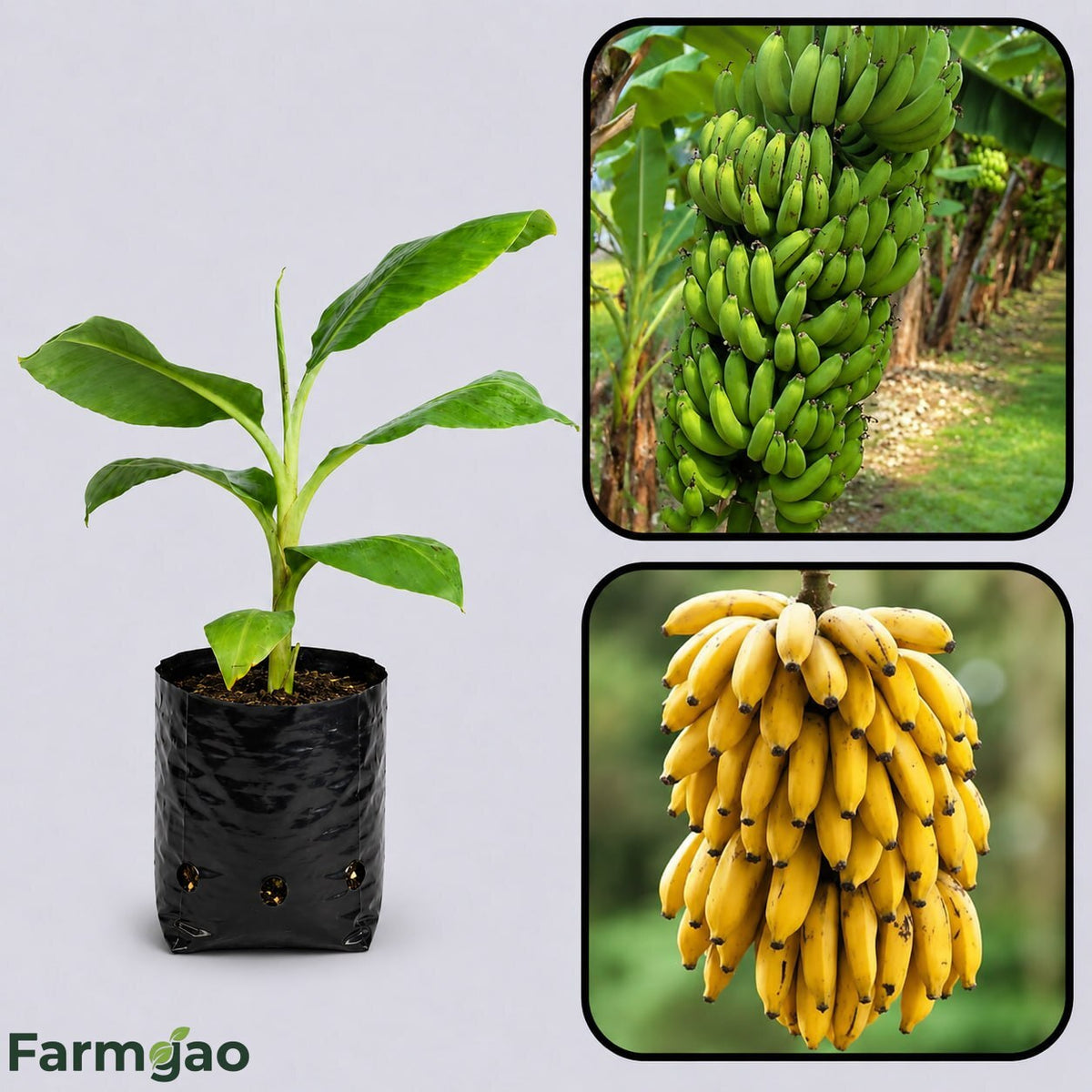Latundan Banana Healthy Sweet Tissue Cultured Fruit Plant