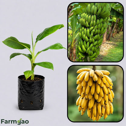Latundan Banana Healthy Sweet Tissue Cultured Fruit Plant