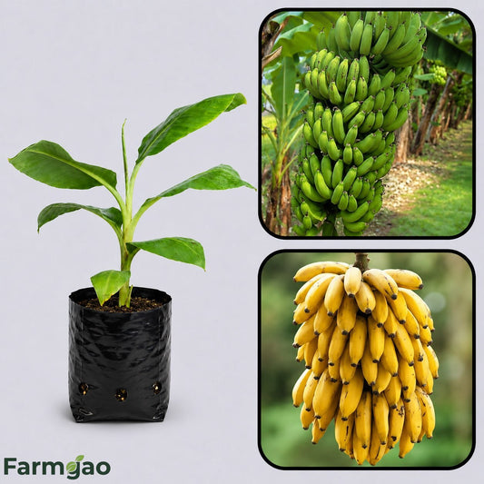 Latundan Banana Healthy Sweet Tissue Cultured Fruit Plant