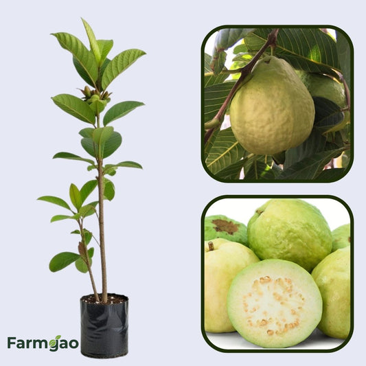 Lebanon White Guava Air Layered Healthy Fruit Plant