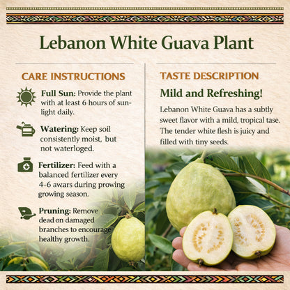 Lebanon White Guava Air Layered Healthy Fruit Plant