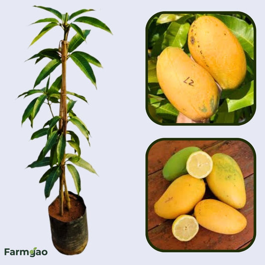 Lemon Zest Mango Aam Grafted Healthy Fruit Plant