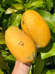 Lemon Zest Mango Aam Grafted Healthy Fruit Plant