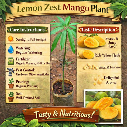 Lemon Zest Mango Aam Grafted Healthy Fruit Plant