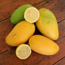 Lemon Zest Mango Aam Grafted Healthy Fruit Plant