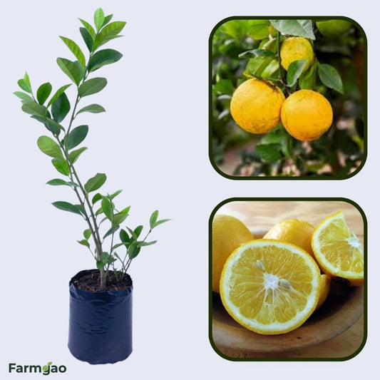 Lemonade Lemon Plant Live Nimbu Tree Kagzi Lemon Citrus Limon Fruit Plant
