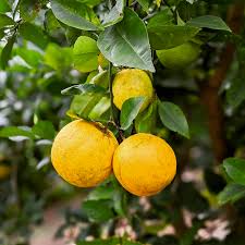 Lemonade Lemon Plant Live Nimbu Tree Kagzi Lemon Citrus Limon Fruit Plant