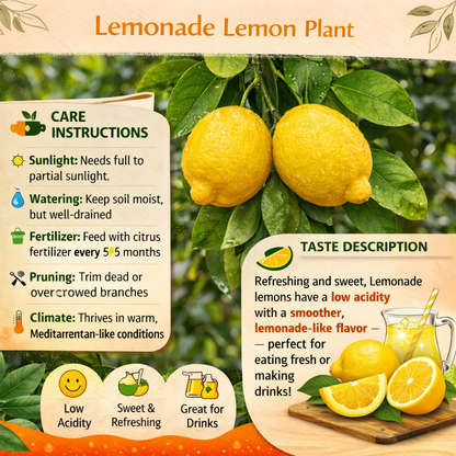 Lemonade Lemon Plant Live Nimbu Tree Kagzi Lemon Citrus Limon Fruit Plant