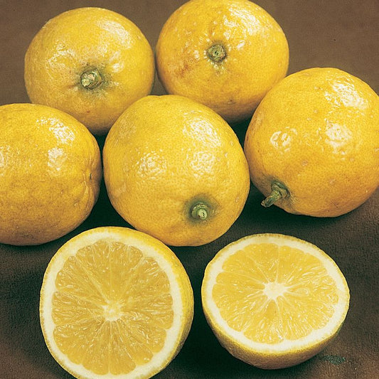 Lemonade Lemon Plant Live Nimbu Tree Kagzi Lemon Citrus Limon Fruit Plant