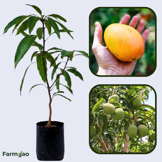Lippens Mango Aam Grafted Healthy Fruit Plant
