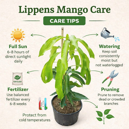 Lippens Mango Aam Grafted Healthy Fruit Plant