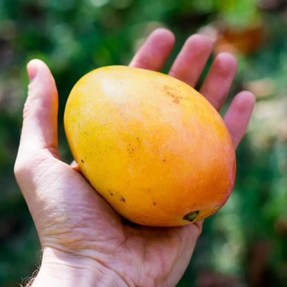 Lippens Mango Aam Grafted Healthy Fruit Plant