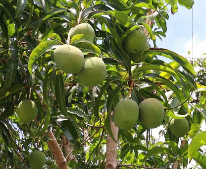 Lippens Mango Aam Grafted Healthy Fruit Plant