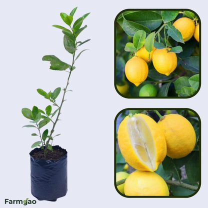 Lisbon Lemon Plant Live Nimbu Tree Kagzi Lemon Citrus Limon Fruit Plant
