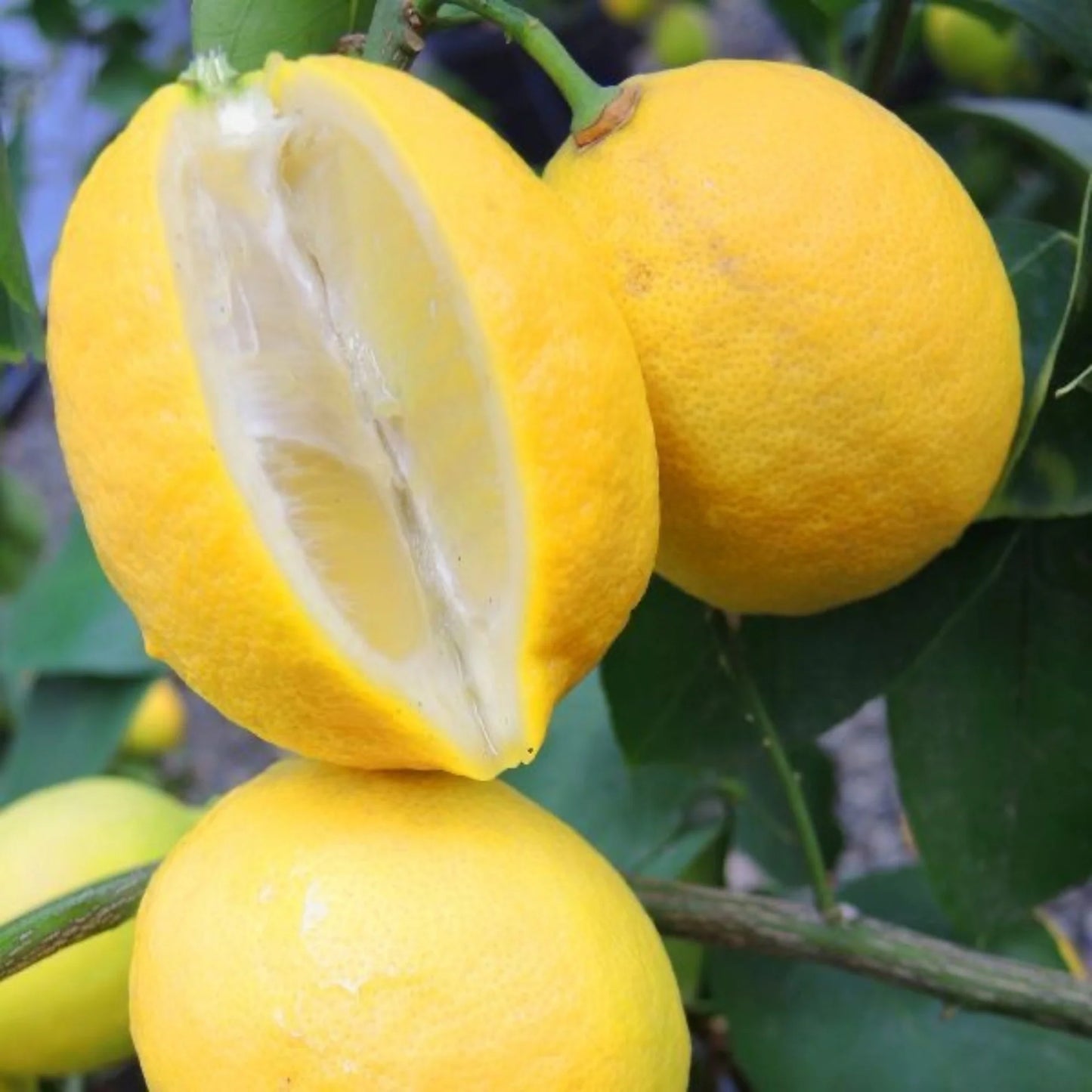 Lisbon Lemon Plant Live Nimbu Tree Kagzi Lemon Citrus Limon Fruit Plant