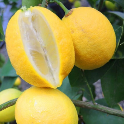 Lisbon Lemon Plant Live Nimbu Tree Kagzi Lemon Citrus Limon Fruit Plant