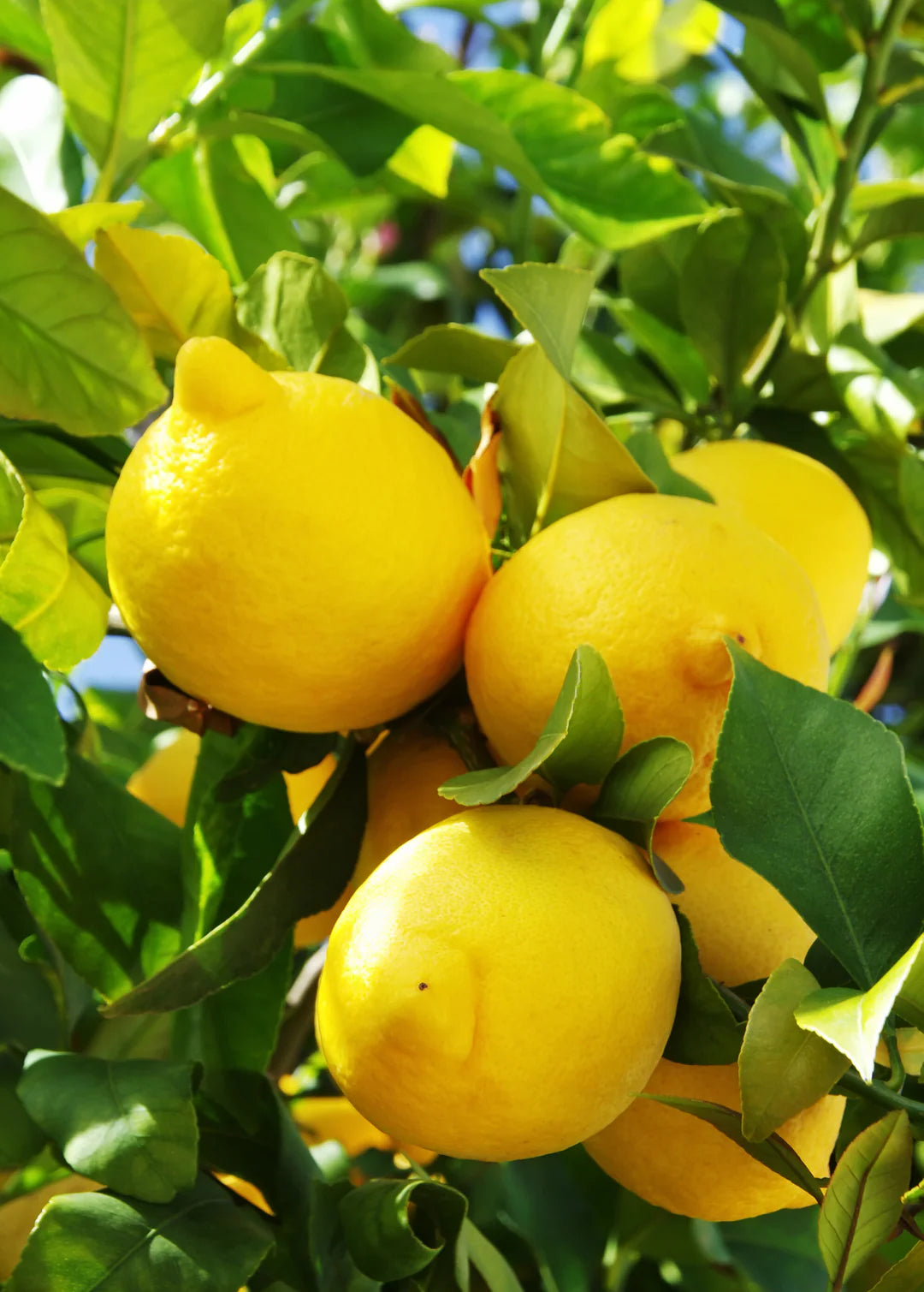 Lisbon Lemon Plant Live Nimbu Tree Kagzi Lemon Citrus Limon Fruit Plant